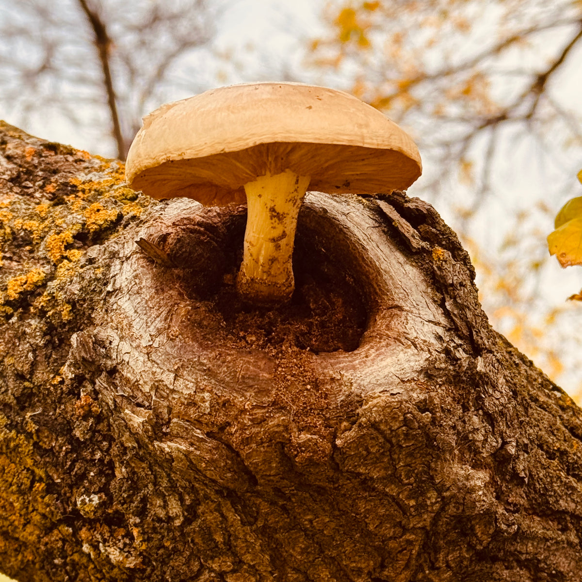Fiber Loons - Mushrooms!