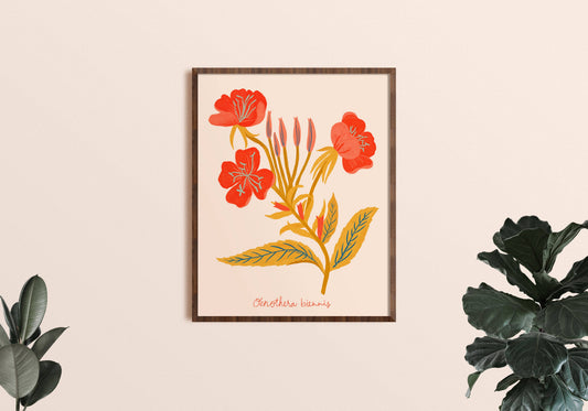 Red Evening Primrose Art Print - Botanical Illustration